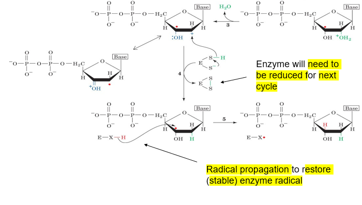 <p>image showing the final step, formation of deoxyribose</p>