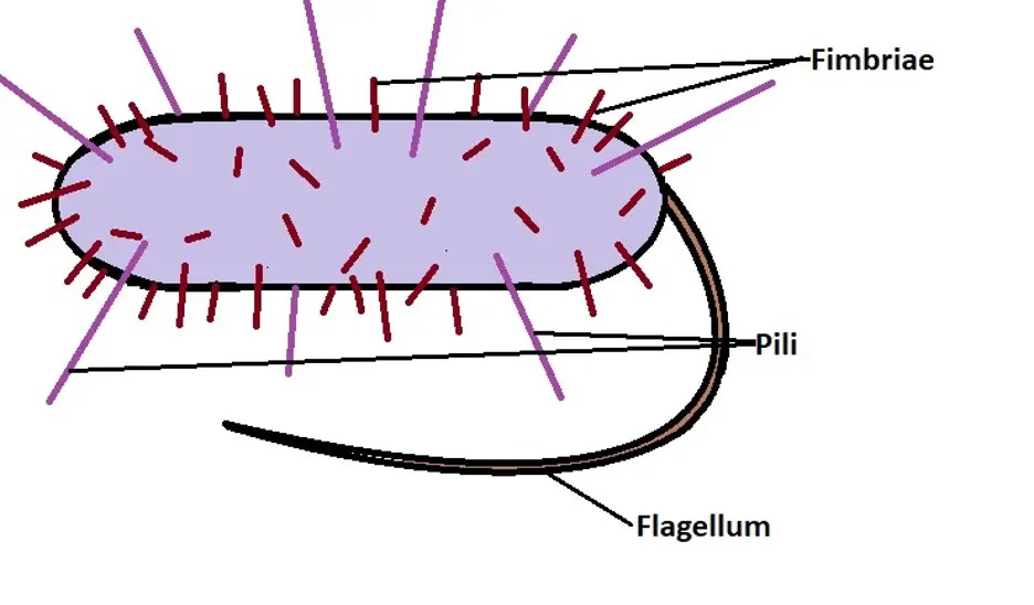 <ul><li><p>Pili</p></li><li><p>Fimbriae</p></li></ul><p></p>