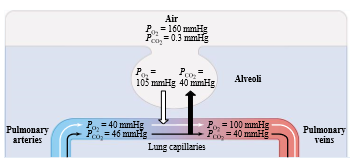 <p>the more closely the composition of local alveolar air will approach that of mixed-venous blood</p><p></p>