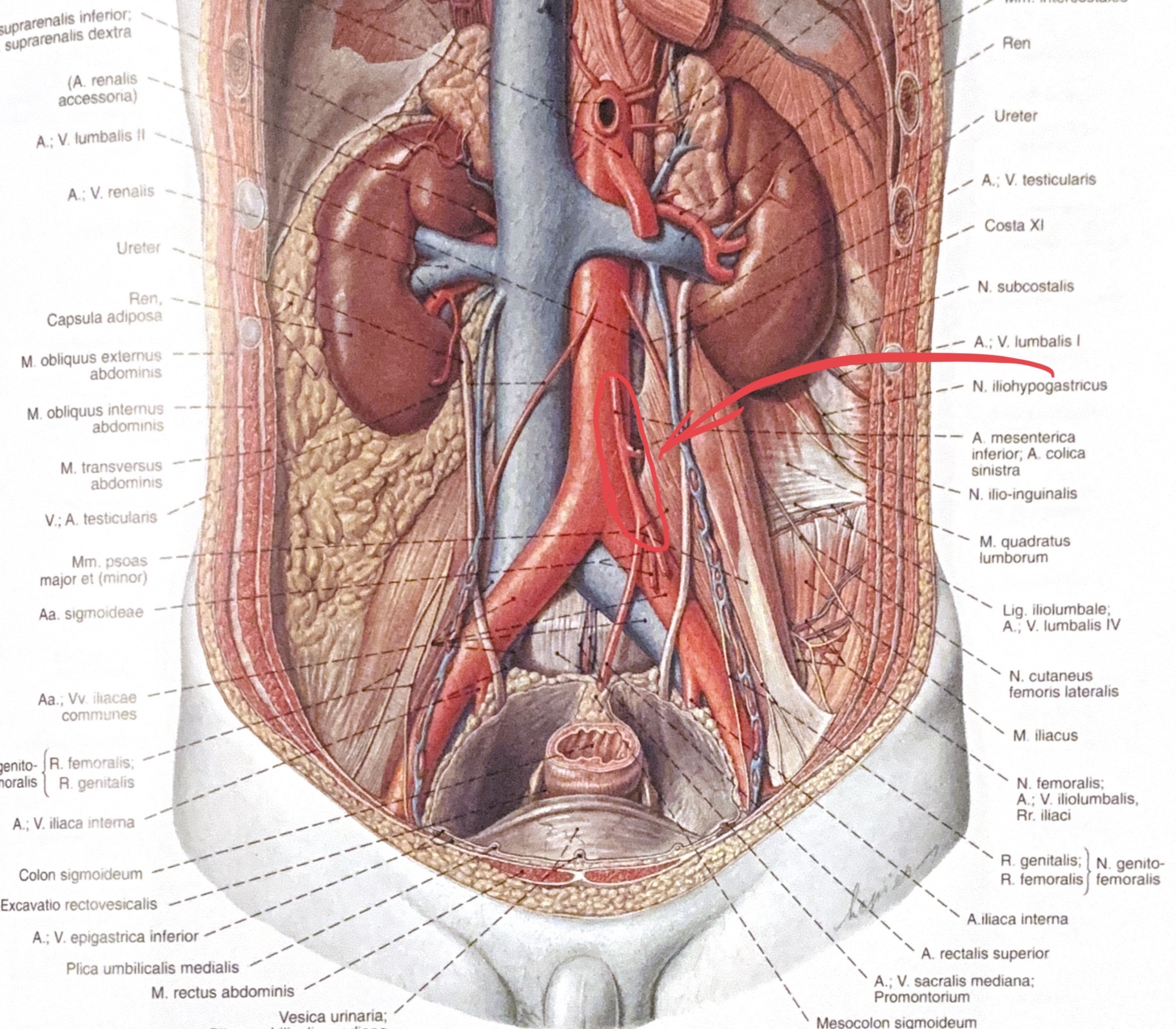 <p>a.mesenterica inferior</p>