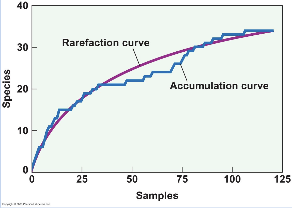 <p>Asymptote = optimal sampling size and best estimate for number of species present</p><p>Accumulation curve: move left → right, species found(check this?)</p><p>Rarefaction curve: a graphical tool that plots the expected number of species against the number of individuals sampled</p>