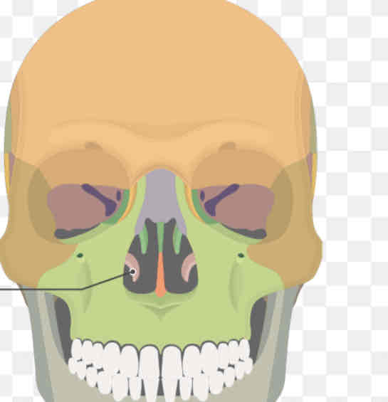 knowt flashcard image