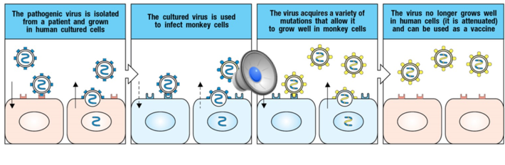 <p>Can be made in several ways</p><p>Series of cell cultures or animal (chick) embryos</p><p>Virus grown in series and becomes better at replicating in non-human host and loses ability to replicate in humans</p><p>May require up to 200 passes through non-human host cells</p><p>Has potential to revert to a virulent form through mutation</p><p>Why oral polio vaccine replaced by the inactivated polio vaccine (IPV) in the U.S.</p>