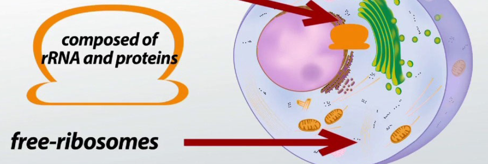 <p>Where do proteins made by “free ribosomes-(completed peptide chains in cytosol)” go?</p>
