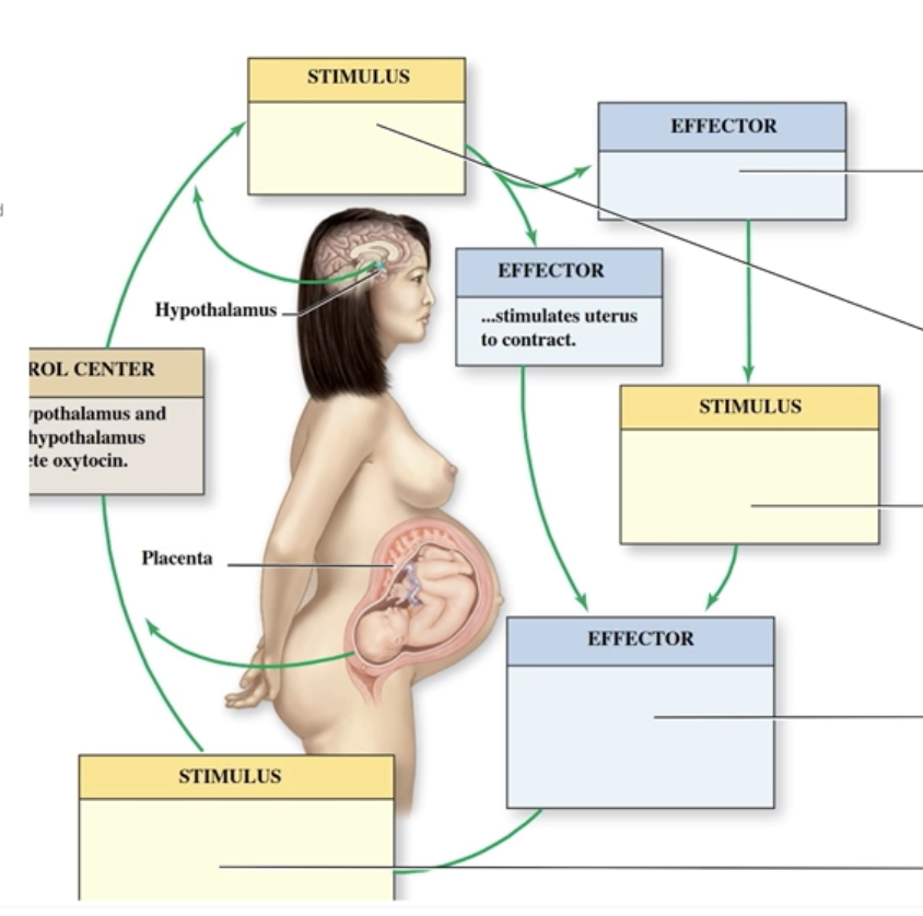 <p>True Labor Stages</p>