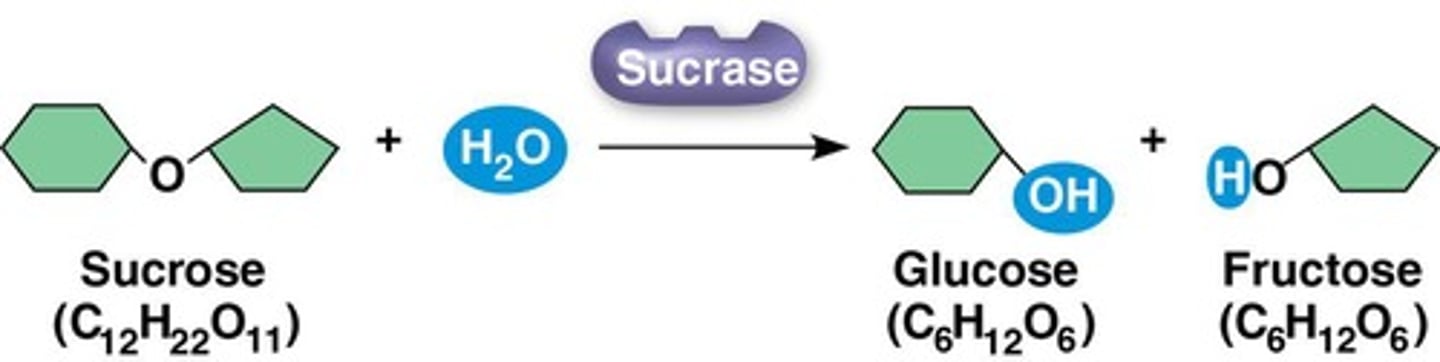 <p>An enzyme that catalyzes the complete hydrolysis of sucrose within SECONDS when added to a sucrose solution at room temperature.</p>