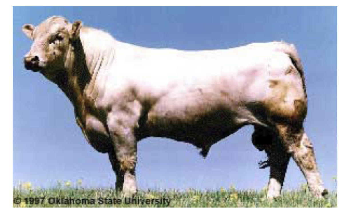 <p>Continental breed → French origin, imported to CA in the 60s.</p><p>Typically solid white, sometimes buff, sometimes red.</p><p><strong>Growth champions</strong>: extremely quick growth rate and put on lots of muscle. <strong>Slow maturing</strong>. <strong>Make good crosses with Simmentals!</strong></p>