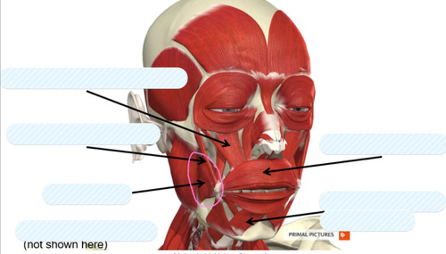 <p>label this muscle</p>