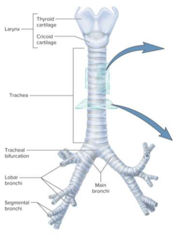 <p>Trachea (windpipe)</p>