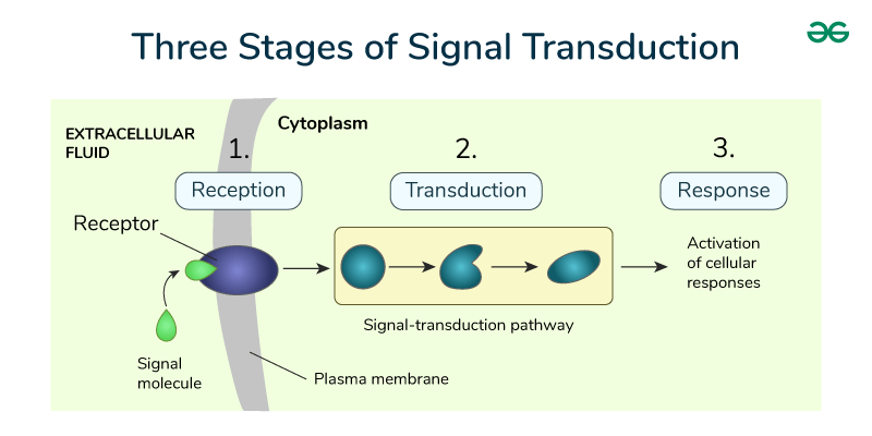 <p>The series of steps that allows the cell to respond to ligands bonding.</p>