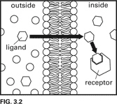 <p>What type of receptor is shown in the diagram in Figure 3.2?</p>