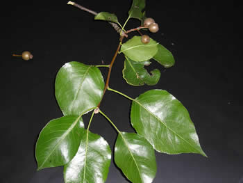 <p>what is the scientific name of Bradford Pear</p>