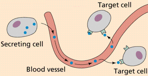 <p>Chemical messengers manufactured endocrine glands &amp; travel through the bloodstream to distant target cells</p>