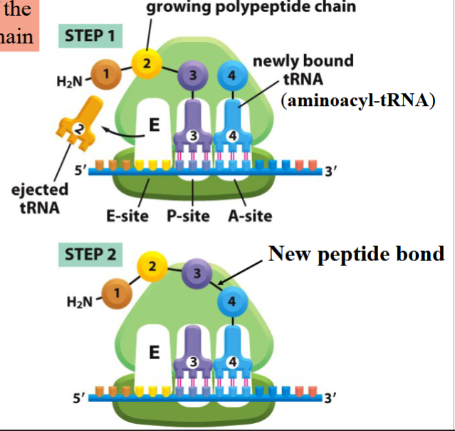 <p>3 sites: E, P, and A (eject/exit, present, and aminoacyl; a way to remember?)</p><p>a tRNA is ejected from the E site</p><p>P site has a growing polypeptide chain on it</p><p>A site has a newly-bound tRNA</p><p>bond forms between growing chain and amino acid on A site</p><p>tRNA on P shifts to E site, tRNA on A shifts to P site, a new aminoacyl-tRNA comes to A site</p><p>cycle repeats</p>