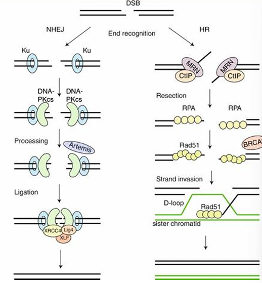 <p>The two main repair pathways for DSBs are Non-Homologous End Joining (NHEJ), which is error-prone, and Homologous Recombination (HR), which is error-free.</p><p></p>
