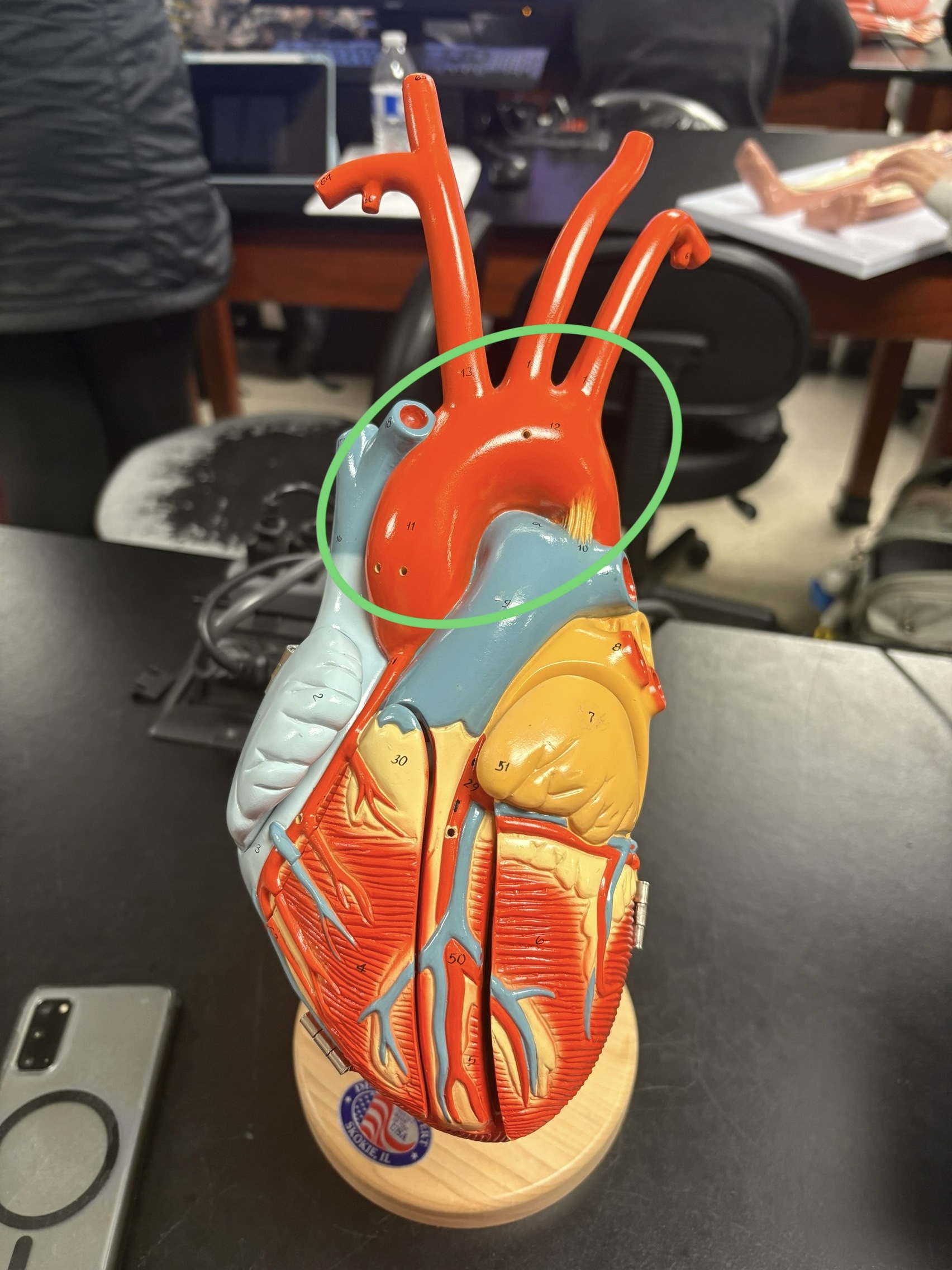 <p>3 distinct regions around heart </p><ul><li><p>ascending aorta </p></li><li><p>aortic arch</p></li><li><p>descending aorta</p></li></ul><p></p>