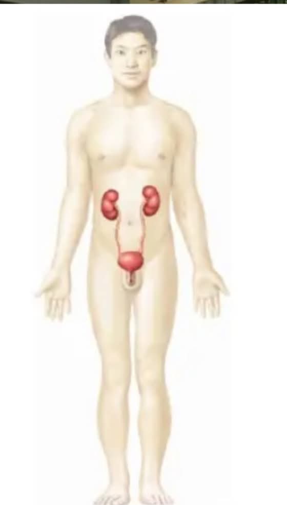 <p>What body system is this?</p>