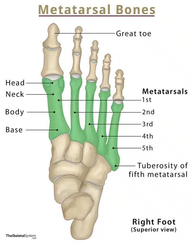 <p>Metatarsals</p>