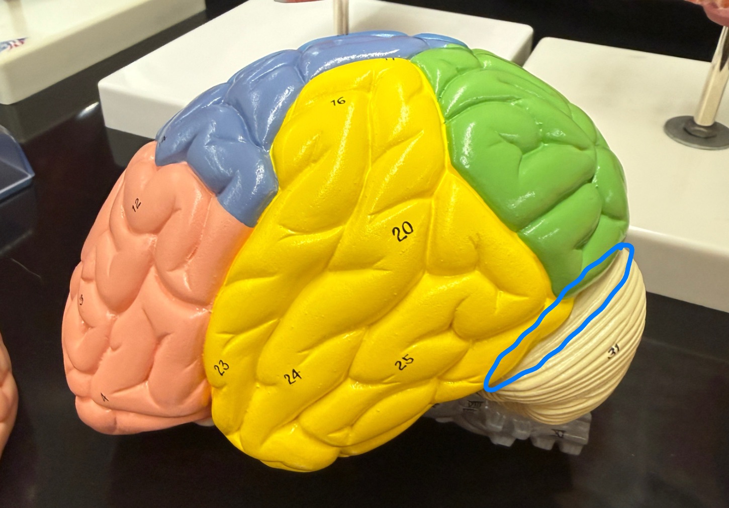 <p>What is outlined in blue on the brain model?</p>
