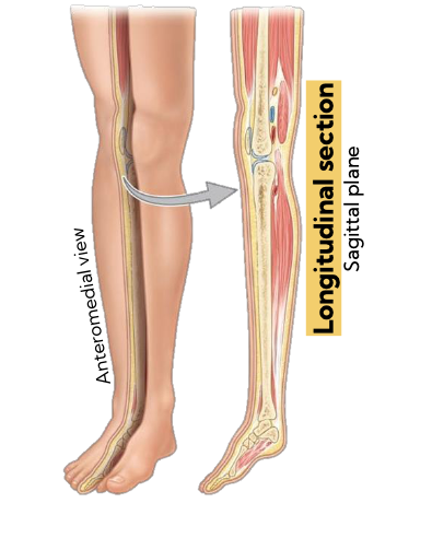 <p>longitudinal section</p><p>sagittal plane</p>