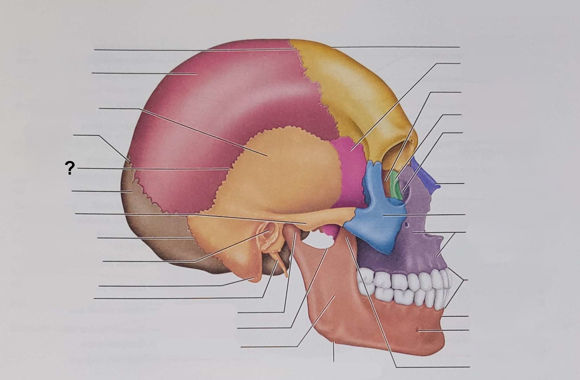 <p>Name the indicated structure</p>