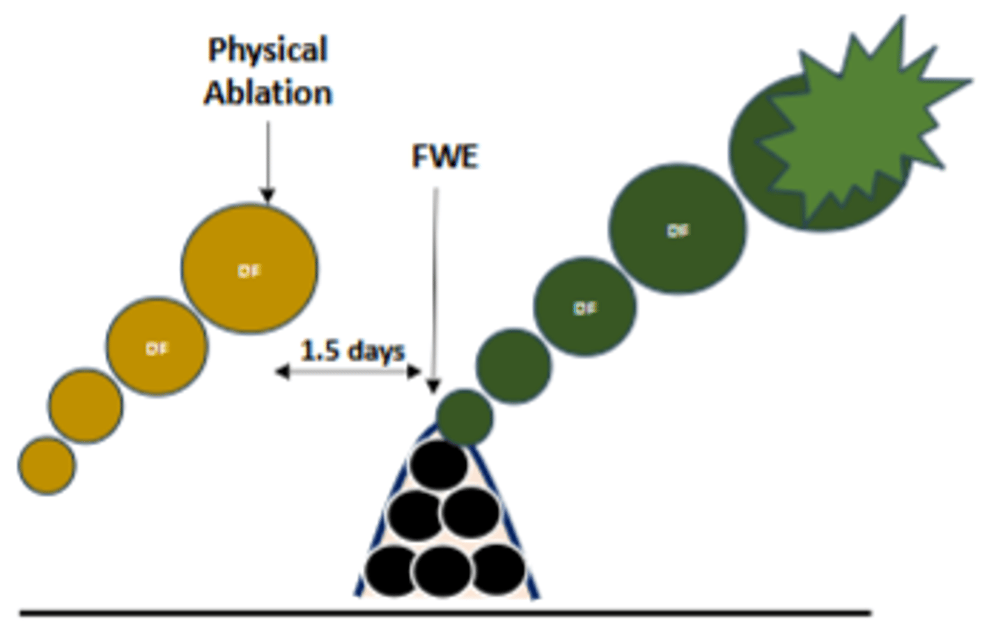 <p>- Dominant follicle ≥ 10 mm is physical ablated transrectally via palpation of the ovary</p><p>- E2 produced by this follicle decreases, FSH rises and follicular wave emerge in about 1.5 days</p>