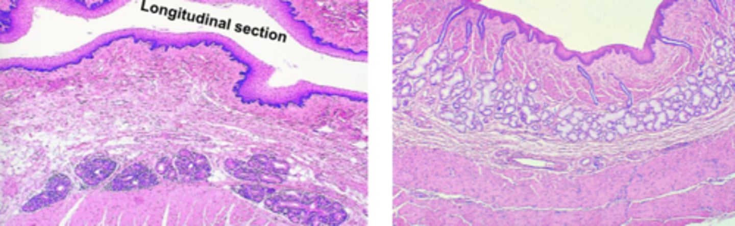 <p>Esophagus:</p><p>epithelium of cat and dog</p>