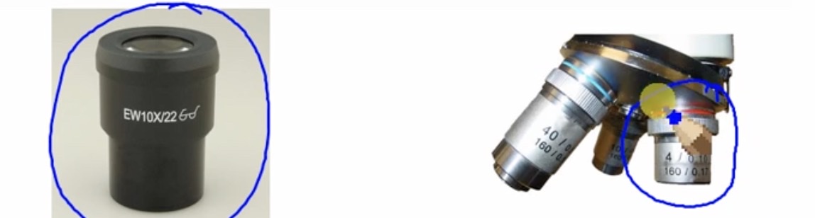 <p>eyepiece (ocular) magnification <strong>X</strong> low-power objective magnification </p><p>ex → <strong>10X x 4X + 40X</strong></p>