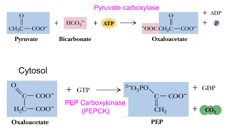<p>Summary of Reaction of Pyruvate to OAA and OAA to PEP</p>