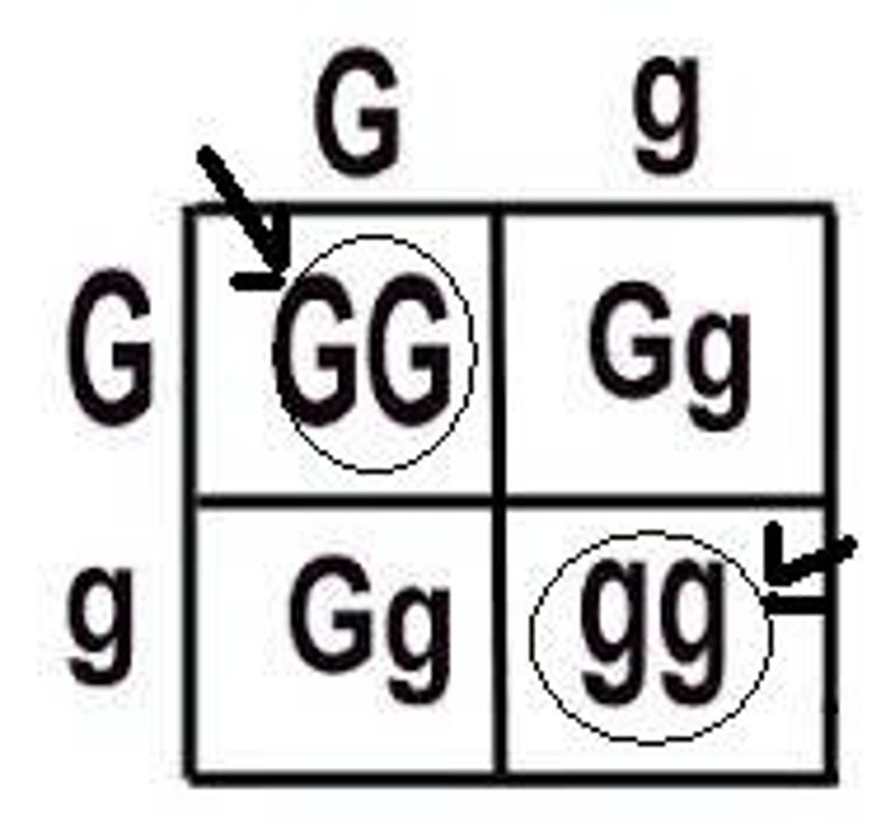 <p>A genotype with two of the same size letters. Ex. gg, GG</p>