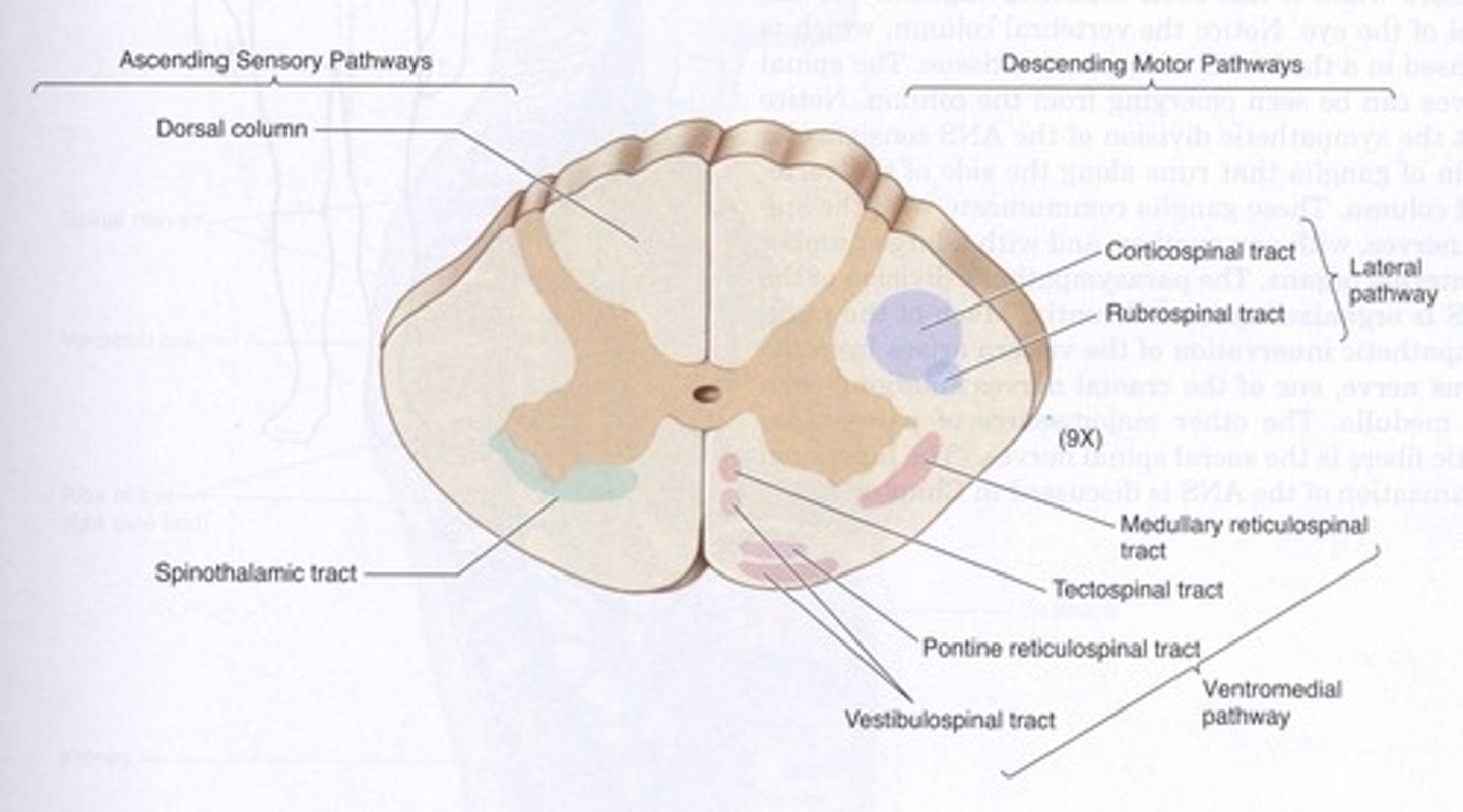 <p>Descending pathways:</p><p>Corticospinal tract (lateral pathway)</p><p>Rubrospinal tract (lateral pathway)</p><p>Medullary reticulospinal tract (ventromedial pathway)</p><p>Tectospinal tract (ventromedial pathway)</p><p>Pontine reticulospinal tract (ventromedial pathway)</p><p>Vestibulospinal tract (ventromedial pathway)</p>