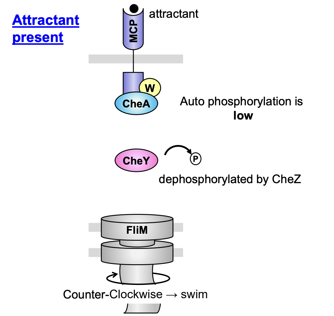 <ol><li><p>Attractants (AT) bind to chemotaxis receptor protein</p></li><li><p>Binding =<strong> low rate</strong> CheA autophosphylation</p><p>→ CheA is unphosphylated</p></li><li><p>Unphosphylated CheA <strong>cannot</strong> transfer the P to CheY</p></li><li><p>CheY <strong>also</strong> dephosphylated by CheZ</p></li><li><p>When CheY is dephosphylated, it cannot interact with FliM</p><p>→ flagella rotates counter-clockwise→ with <strong>long smooth runs</strong></p></li></ol><p></p>