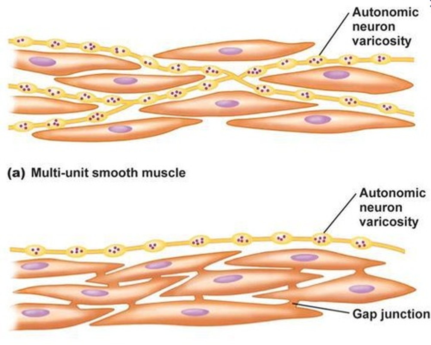 <p>Multi-unit smooth muscles → autonomic neuron varicosity surrounding each CML (so independent)</p><ul><li><p>each cell must receive&nbsp; a signal&nbsp;</p></li></ul><ul><li><p>noradrenaline from orthosympathetic nervous system</p></li><li><p>acetylcholine from parasympathetic system </p></li></ul><p> unitary smooth muscles → gap junctions between CML so they are all connected </p><ul><li><p>one activation activates all of them&nbsp;</p></li></ul><p></p>