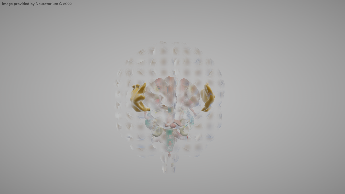 <p>A region of the cerebral cortex located deep within the lateral sulcus, associated with emotion and self-awareness.</p>