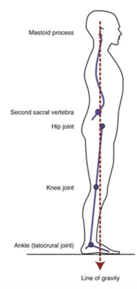 <p>Line of gravity falls posterior to the hip and creates external extension moment</p><p>Line of gravity falls anterior to the knee and creates external extension moment</p><p>Line of gravity falls anterior to the ankle and creates external dorsiflexion moment</p>