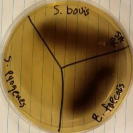 What is the name of this medium? What are the results for *S. pyogenes* and *E. faecalis* (positive or negative)? What does this indicate about these organisms?