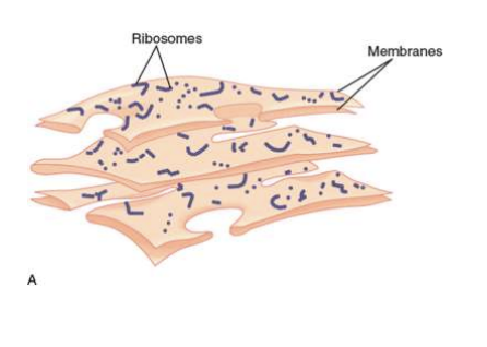 <p>narrow tubes and sheets of membrane within the cytoplasm</p><p>manufactures and transports molecules</p><p>Rough (covered in Ribosomes)</p><p>Smooth (involved in lipid synthesis and membrane assembly)</p>