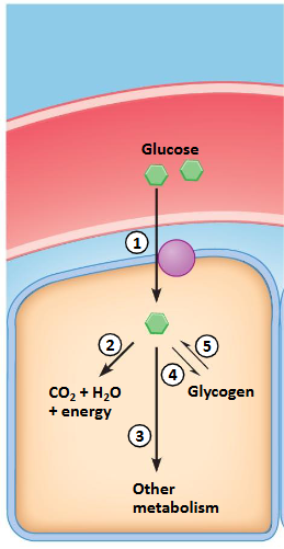 <p>Uptake of glucose: glucose transporters</p><p>Used for energy: glycolysis, Krebs, OXPHOS</p><p>Metabolized via other routes: glycerol, fatty acids, nucleotides</p><p>Storage: glycogen (glycogenesis), (mainly muscle, liver, but also brain)</p><p>Glycogen broken down to glucose (glycogenolysis)</p>