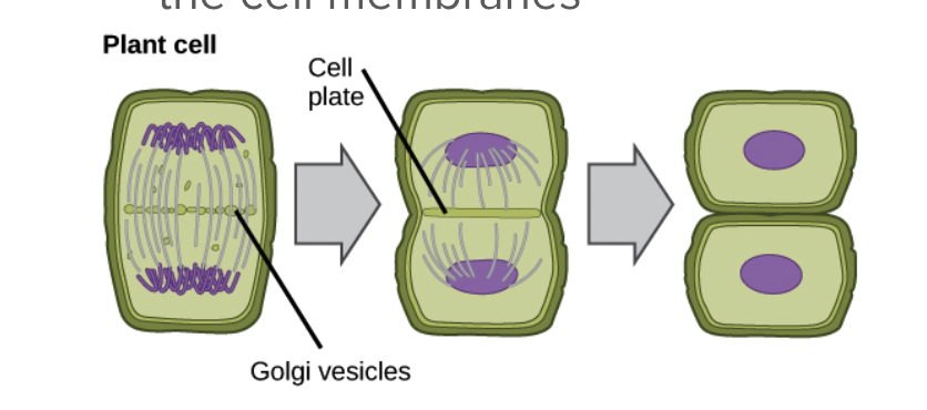 <ul><li><p><span style="background-color: transparent; font-family: "Proxima Nova", sans-serif;"><span>Cell plate forms</span></span></p></li><li><p><span style="background-color: transparent; font-family: "Proxima Nova", sans-serif;"><span>Vesicles from the Golgi fuse to form two cell membranes</span></span></p></li><li><p><span style="background-color: transparent; font-family: "Proxima Nova", sans-serif;"><span>New cell wall laid down between the cell membranes</span></span></p></li></ul><p></p>