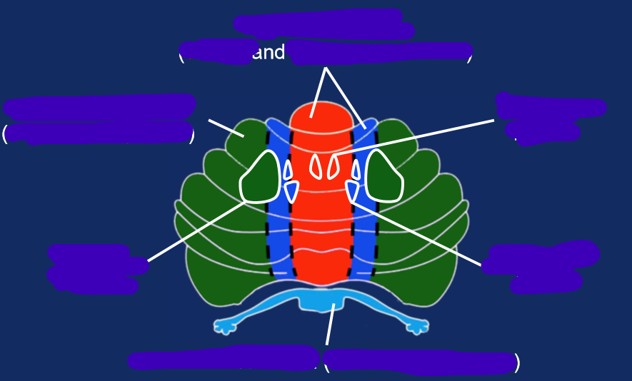 <p>label cerebellar zones and nuclei </p><p></p>