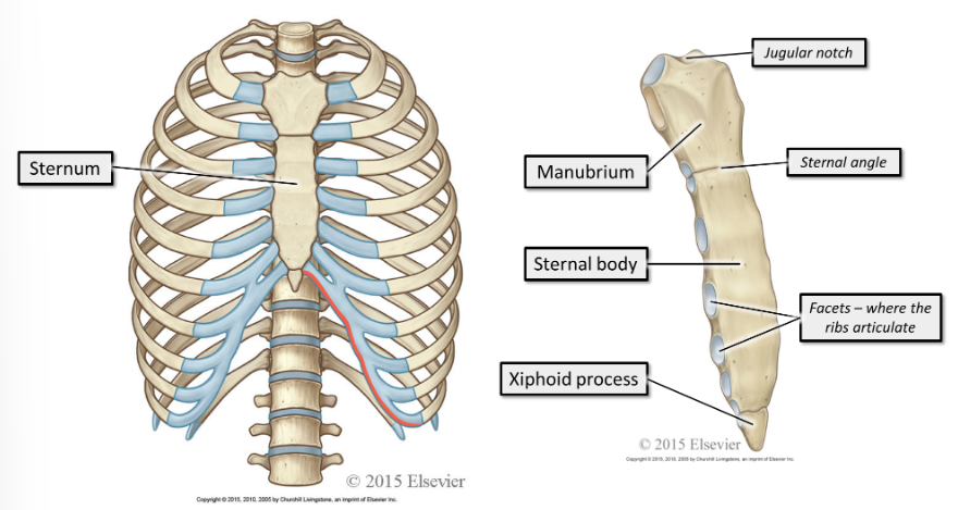 <p><span>The sternum sits&nbsp;</span><strong>anteriorly.&nbsp;</strong><span>It consists of the manubrium, sternal body and xiphoid process.&nbsp;</span></p>