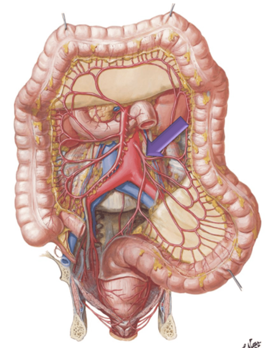 <p>Artery that arises from the aorta a few centimeters above its bifurcation. It courses to and supplies areas of the descending colon, sigmoid colon and rectum.</p>