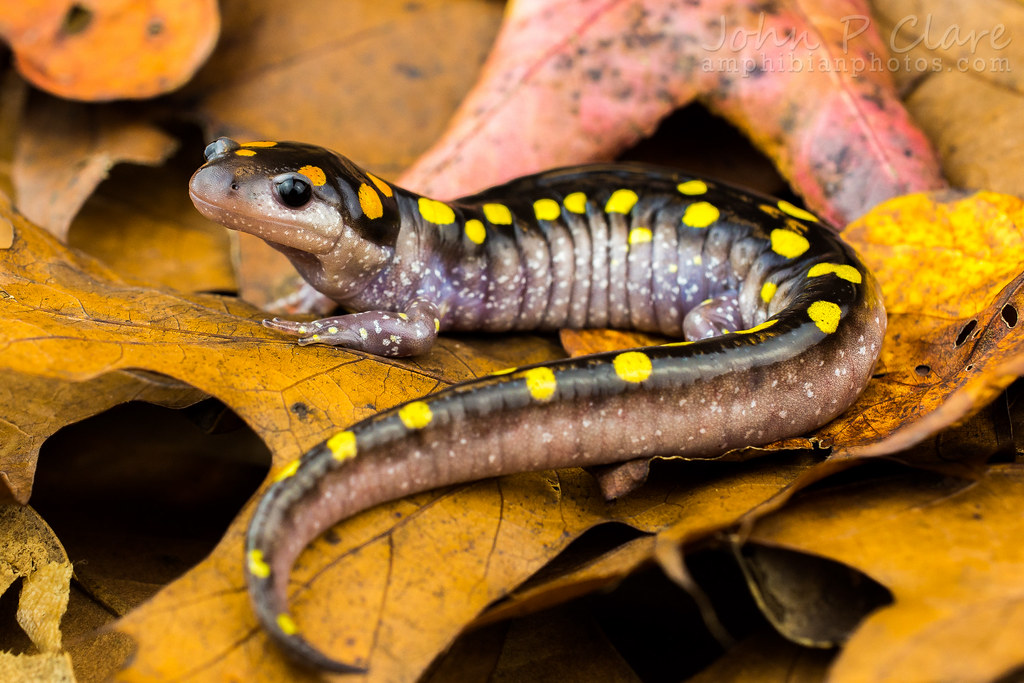 Ambystomatidae - Ambystoma maculatum