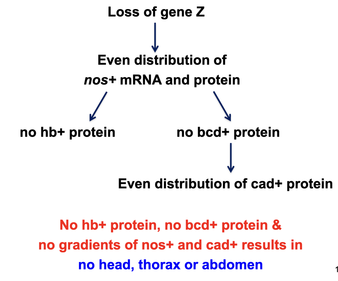 <p>No head, thorax or abdomen</p>