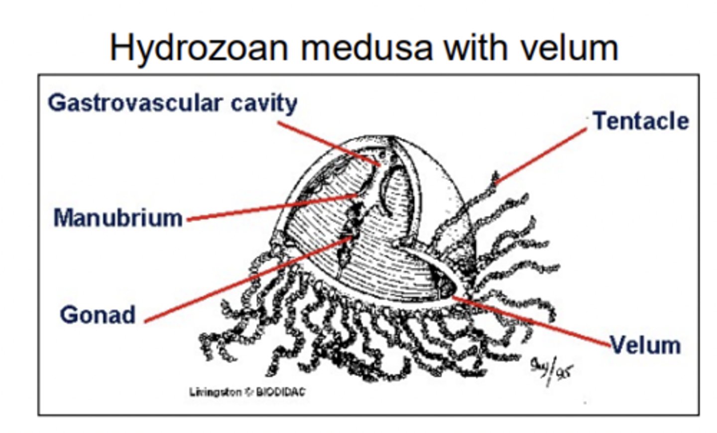 <p>manubrium, gonads, tentacles</p>