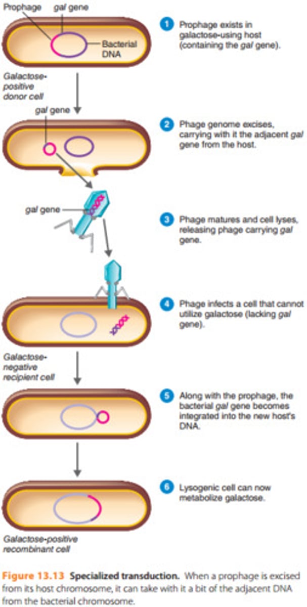 <p>The process of transferring a piece of cell DNA adjacent to a prophage to another cell. Part of the lysogenic cycle.</p>