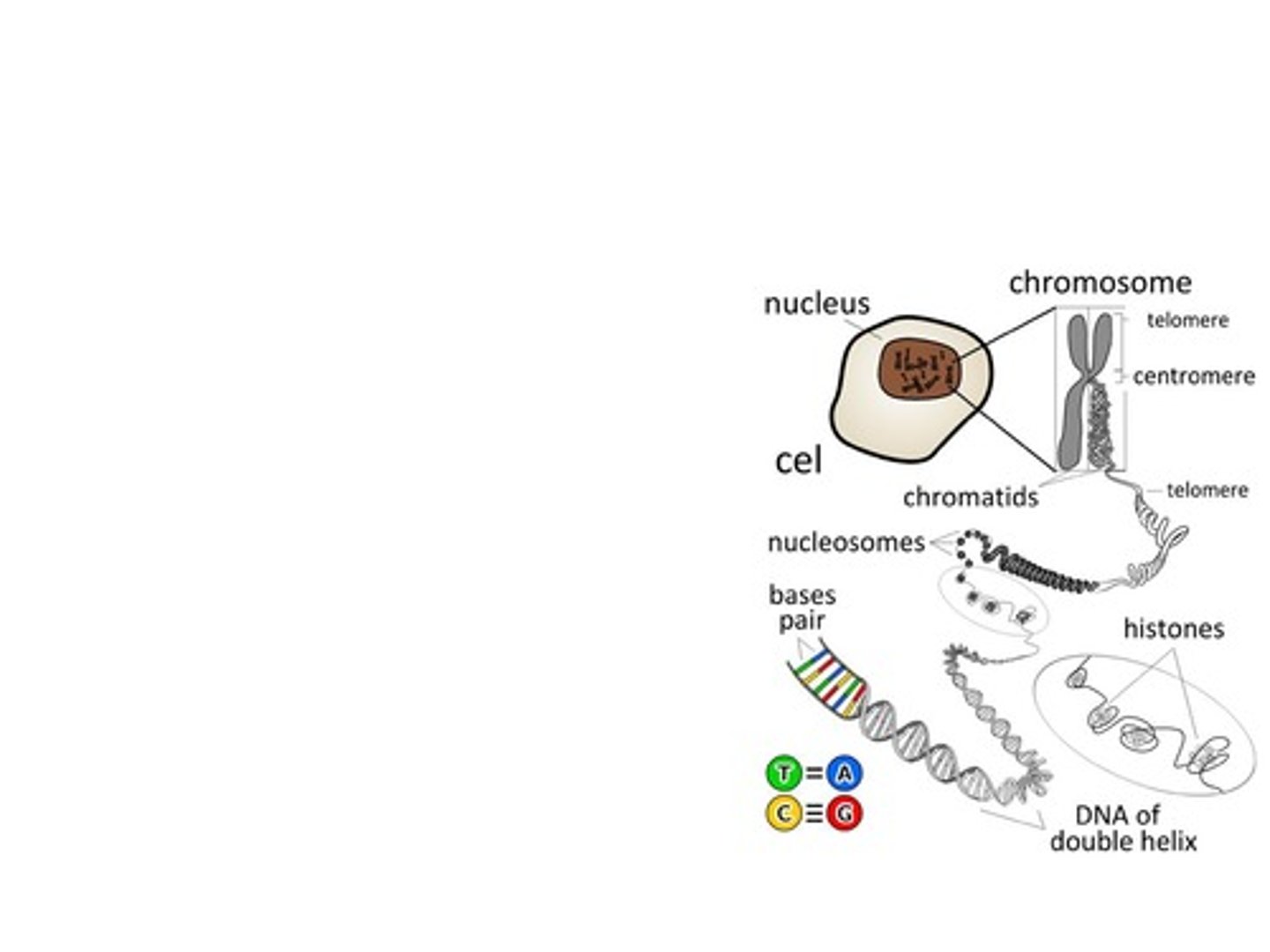 <p>Antiparallel; one strand runs 5' to 3' and the other runs 3' to 5'.</p>