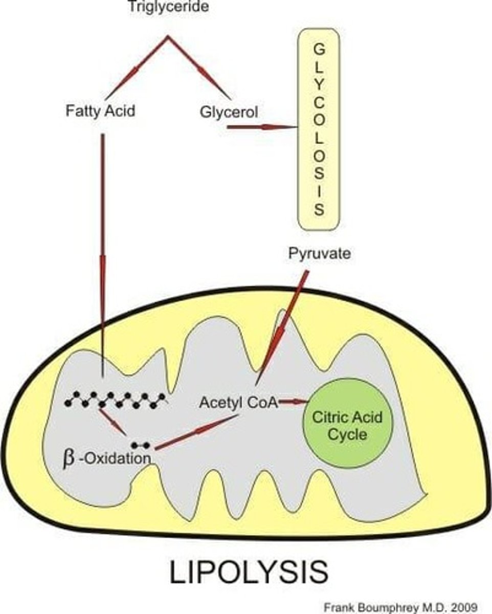 <p>The process of triglyceride hydrolysis, also known as lipolysis.</p>
