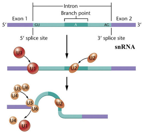 <p>Small RNA molecule of 100-200 nucleotides that participates in RNA splicing and is an essential component of the spliceosome. -are complexed with proteins to form small nuclear ribonucleoproteins (snRNPs or snurps). -which are uridine rich and designated U1, U2, and UG.</p>