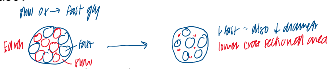<p>shift toward type IIA glycolytic fibers from type I fibers (increase in type IIA FG fibers)</p><ul><li><p>there is a decrease in slow oxidative fibers; those that still exist decrease in cross sectional area and diameter </p></li></ul><p></p>